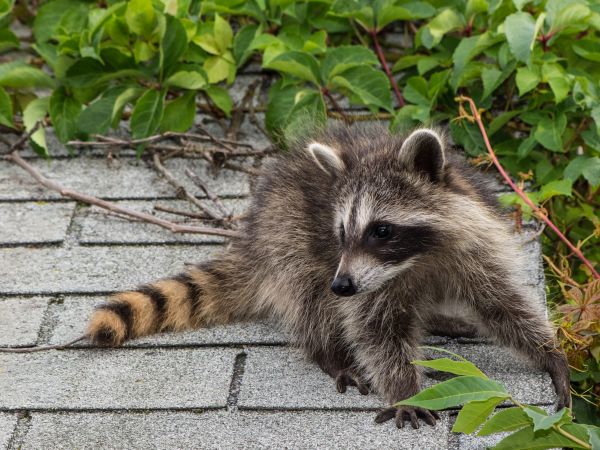 Virginia Beach Wildlife Removal