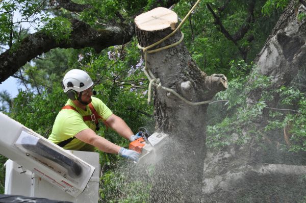 Virginia Beach Tree Trimming