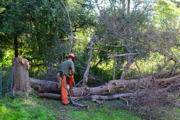 Virginia Beach Tree Removal